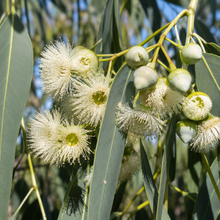 Eucalyptus rossii