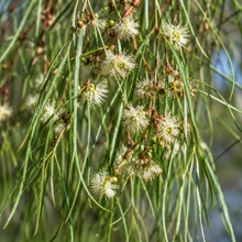 Agonis flexuosa