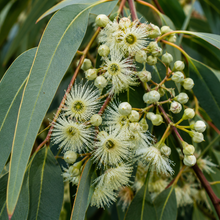 Eucalyptus scoparia