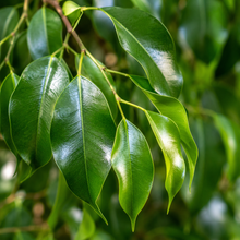 Ficus benjamina