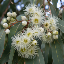 Eucalyptus pulchella
