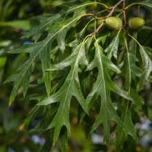 Quercus phellos
