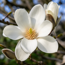 Magnolia denudata Yulan