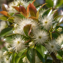 Syzygium australe Winter Lights