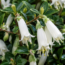 Correa alba