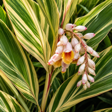 Alpinia zerumbet Variegata