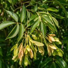 Fraxinus velutina