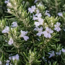 Westringia fruticosa Zena