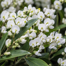 Hardenbergia violacea White Out