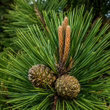 Pinus brutia