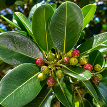 Cupaniopsis anacardioides