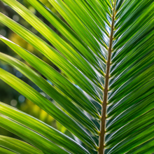 Dypsis prestoniana