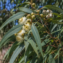 Eucalyptus gomphocephala