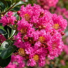Lagerstroemia Tuscarora