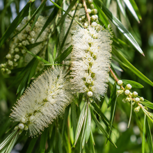 Callistemon salignus