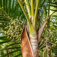 Areca triandra