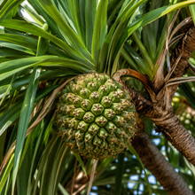 Pandanus unicornutus