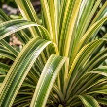 Pandanus baptistii variegated