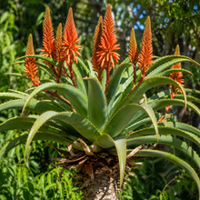 Aloe barberae