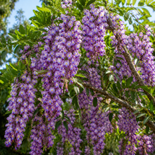 Bolusanthus speciosus