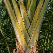 Dypsis decaryi