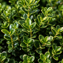 Euonymus japonicus microphyllus Tom Thumb