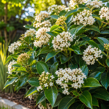 Viburnum odoratissimum