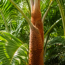 Dypsis leptocheilos