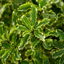 Pittosporum tenuifolium Tasman Ruffles