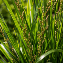 Carex appressa