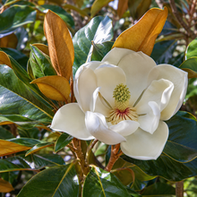 Magnolia grandiflora Teddy Bear