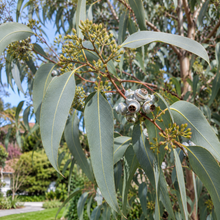 Eucalyptus saligna
