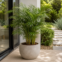 Chamaedorea seifrizii Florida Form
