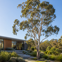 Eucalyptus tereticornis