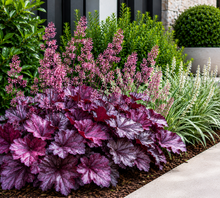 Heuchera Sugar Plum