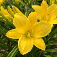 Hemerocallis Stella Citron