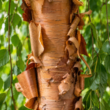Betula nigra Summer Cascade