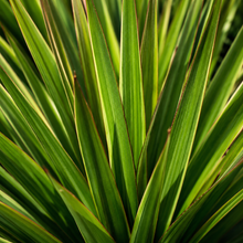 Cordyline stricta