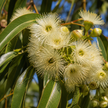 Eucalyptus occidentalis