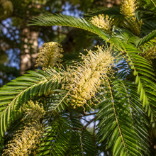 Grevillea robusta