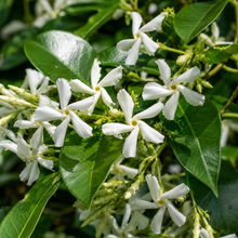 Trachelospermum jasminoides