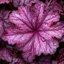 Heuchera Sugar Plum