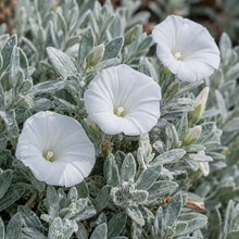 Convolvulus cneorum
