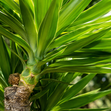 Yucca Elephantipes