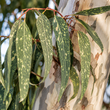 Corymbia citriodora subsp. variegata