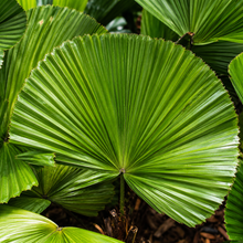 Licuala peltata var. sumawongii