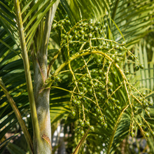 Ptychosperma microcarpum