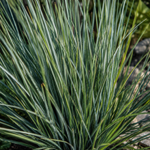 Lomandra hystrix