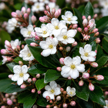 Rhaphiolepis indica Snow Maiden