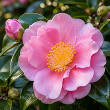 Camellia sasanqua Something Special